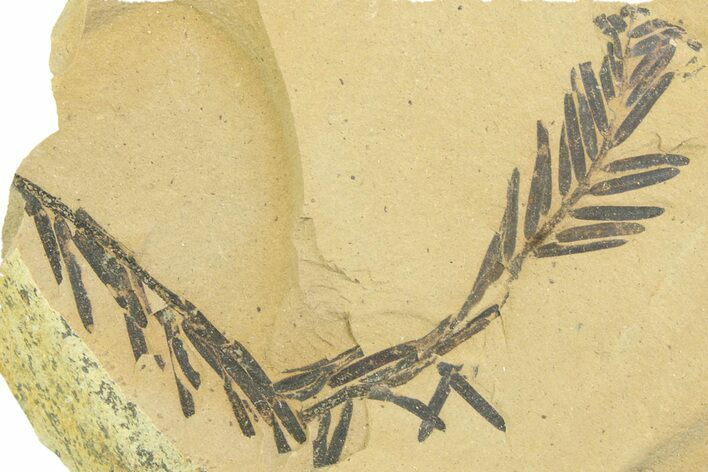 Shale With Dawn Redwood (Metasequoia) Fossils - Montana #356484